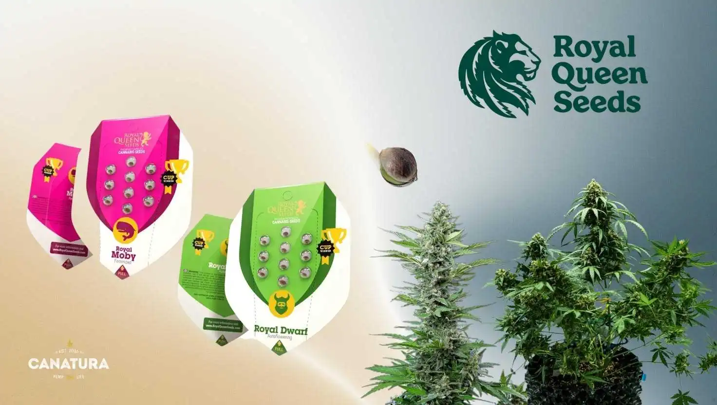 Royal Qeeen Seeds