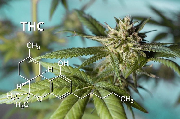 cấu trúc phân tử của delta-9-THC