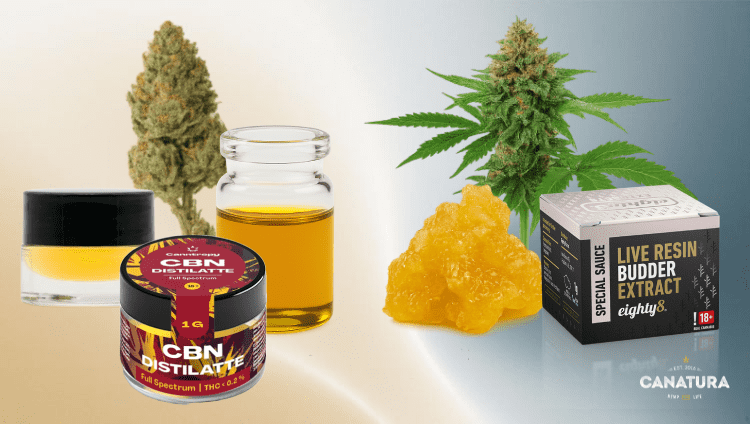 Dry cannabis distillate vs. live resin from fresh cannabis, with the Canatura logo in the lower right corner