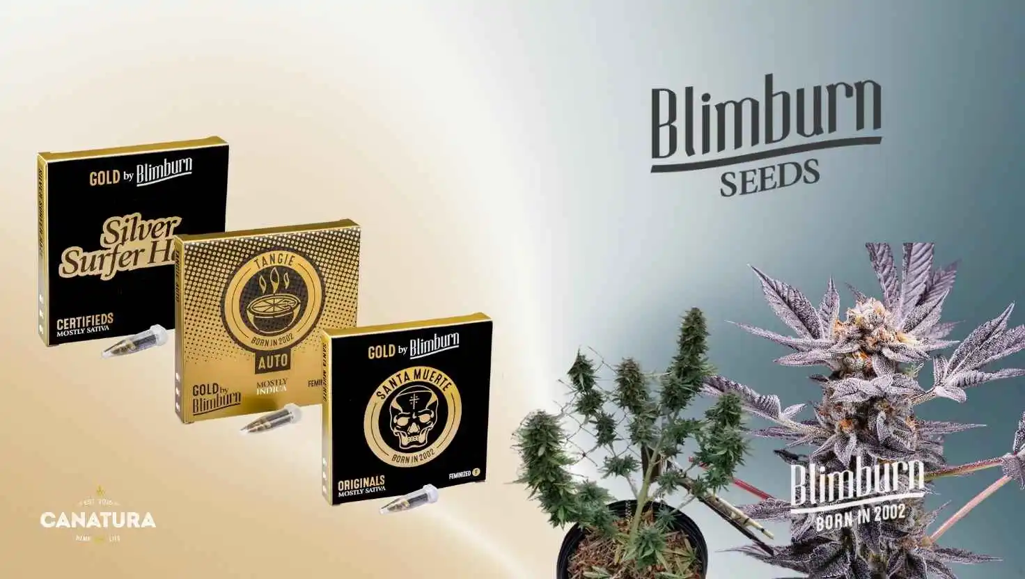 Blimburn Seeds