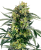 Sensi Seeds Hanfsamen Blueberry Zkittlez Automatic Feminisiert, 3-10 Stk