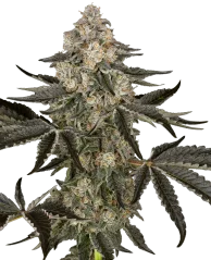 Автоматично цъфтящи семена от канабис Sensi Seeds Sauvignon Blanc