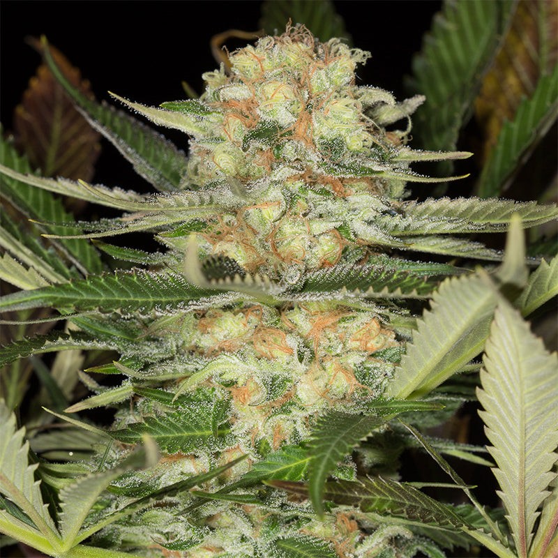 Silent Seeds Classic Cannabis Seeds Critical Mango Feminized