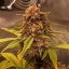 Doctor´s Choice Seeds Purple Ryder Auto Feminized