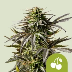 Royal Queen Seeds Semi di Cannabis Cherry Pie Auto