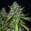 Royal Queen Seeds Cannabis Seeds Royal Gorilla Auto