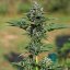 Royal Queen Seeds Cannabis Seeds Royal Gorilla Auto