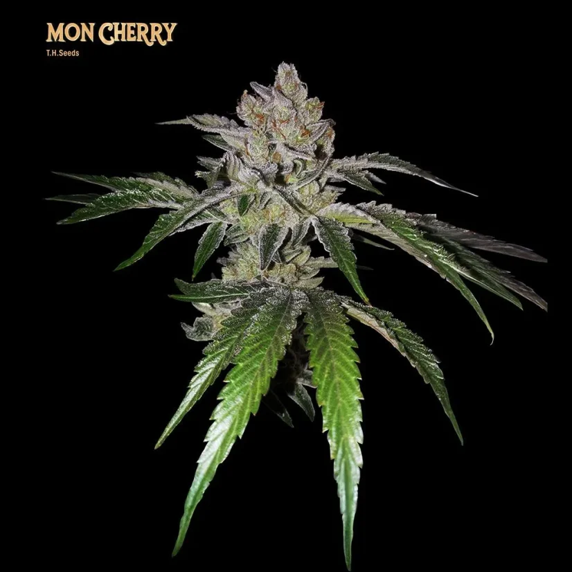 T.H.Seeds™ Cannabis Seeds Mon Cherry, various pack, feminized