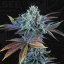T.H.Seeds™ Cannabis Seeds Auto French Cookies, various pack, feminized