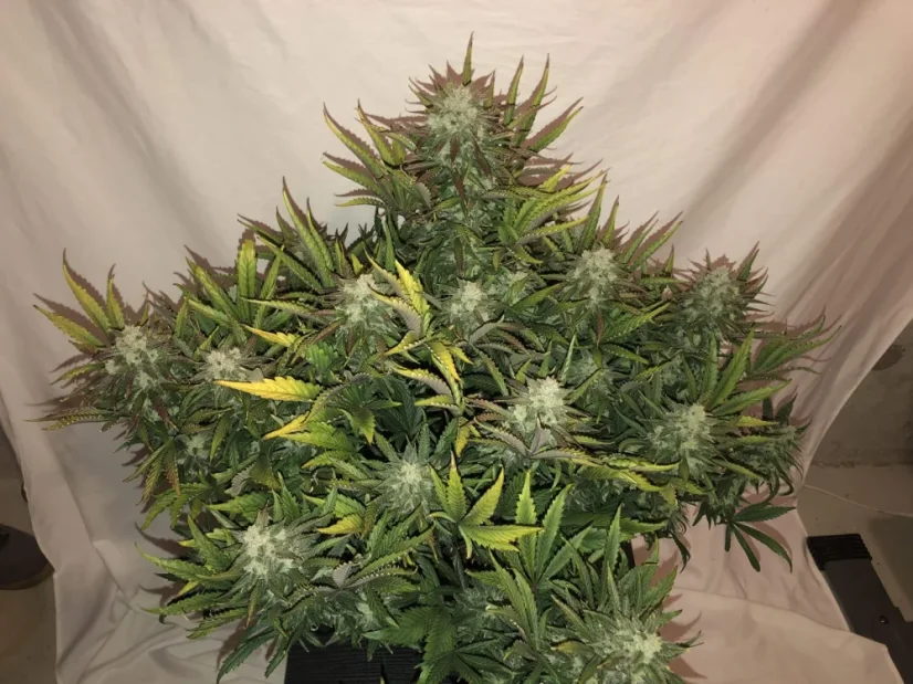 Fast Buds Cannabis Seeds Gorilla Glue Auto