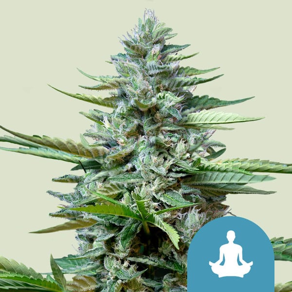 Royal Queen Seeds Cannabis Seeds Stress Killer Auto (augsts CBD)