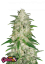 Fast Buds Cannabis Seeds Gelato Auto
