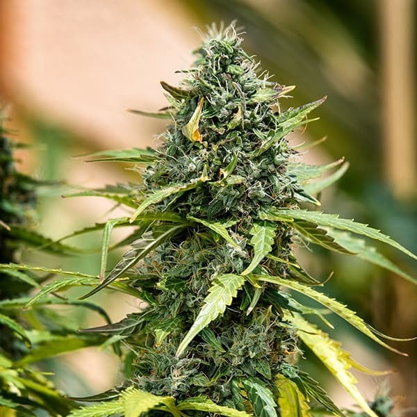 Royal Queen Seeds Cannabis Seeds Royal Gorilla Auto