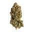 Royal Queen Seeds Cannabis Seeds Royal Highness Feminized (augsts CBD)
