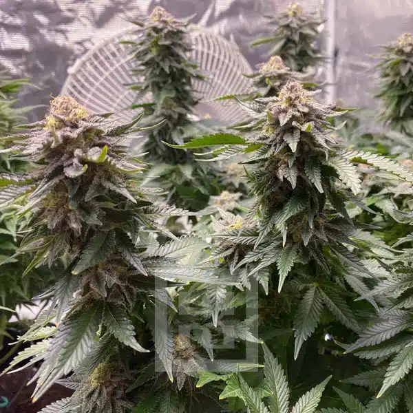 Blimburn Seeds Cannabis Seeds Girl Scout Cookies Feminized