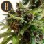 Blimburn Seeds Kaņepju sēklas Mamba Negra Auto