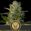 Blimburn Seeds Cannabis Seeds Santa Muerte Feminized
