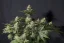 Fast Buds Cannabis Seeds Orange Sherbet FF