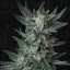 T.H.Seeds™ Cannabis Seeds Auto Bubblegum, various pack, feminized