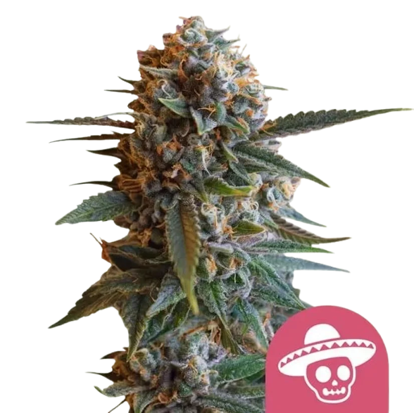Royal Queen Seeds Cannabis Seeds Mexican Rush Feminized