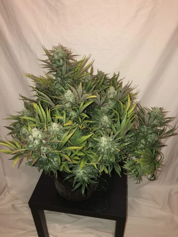 Fast Buds Cannabis Seeds Gorilla Glue Auto