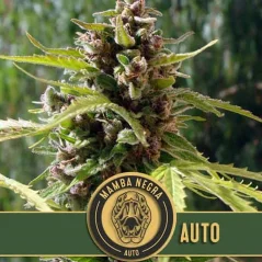 Blimburn Seeds Kaņepju sēklas Mamba Negra Auto