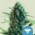 Royal Queen Seeds Biji Ganja Royal Medic Feminized (Kandungan CBD Tinggi)