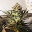 Royal Queen Seeds Cannabis Seeds Royal Highness Feminized (augsts CBD)