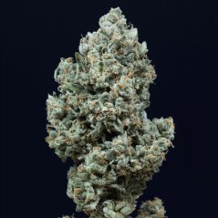 Silent Seeds Cannabis Seeds Critical + 2.0 Auto Feminized