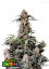 Fast Buds Cannabis Seeds Amnesia Zkittlez Auto