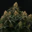 Royal Queen Seeds Kaņepju sēklas Gaia F1 Auto