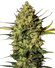 Sensi Seeds Cannabis Seeds Master Kush Automatic Feminized by White Label, 3-10 pcs
