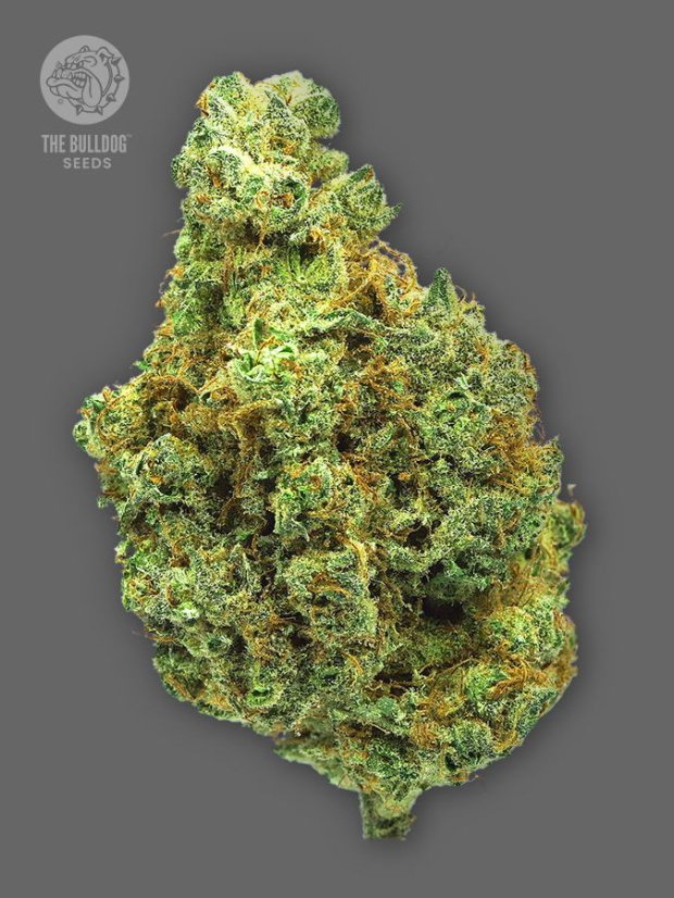 The Bulldog Seeds TB Wedding Cake Feminized, 3 and 5 pcs