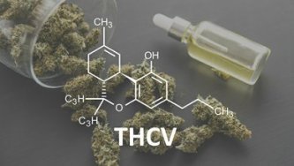 Why does THCV attract customers?