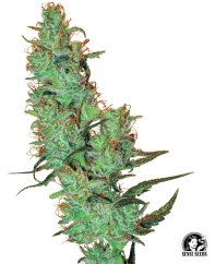 【Sativa】 Jack Herer 1ml CBD 10 THCA Vape Cart 1mL (S) Jack Herer Live Resin - RESTART​ CBD