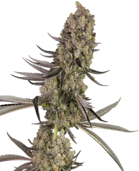 Sensi Seeds Cannabis Seeds Vlad the Inhaler Feminized
