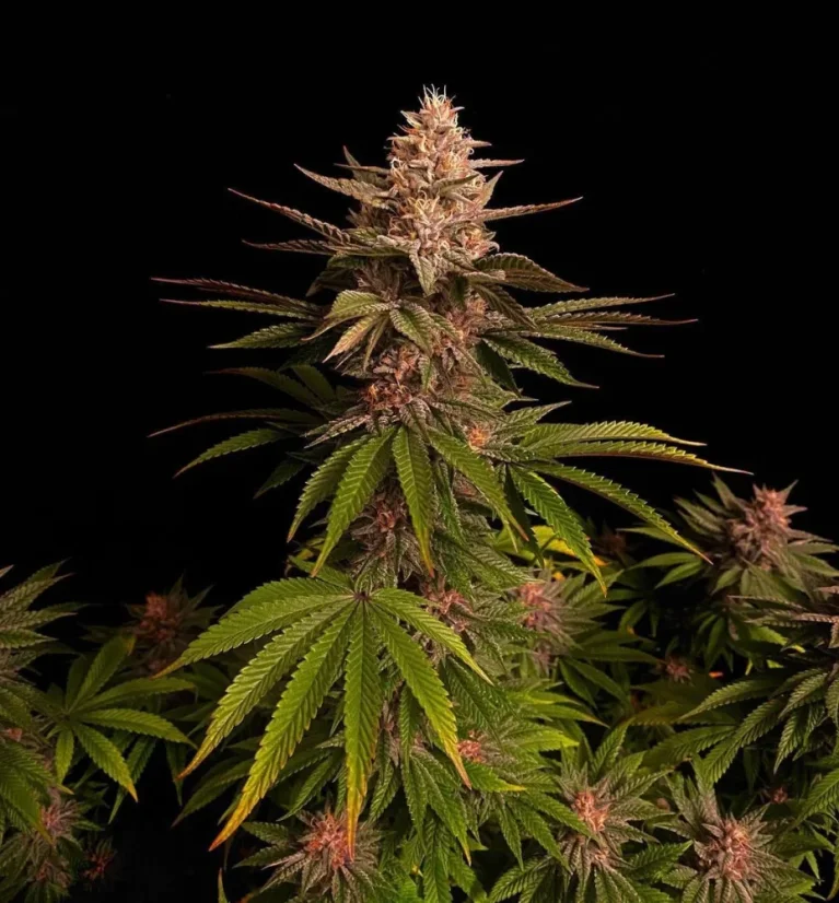 Fast Buds Cannabis Seeds Purple Lemonade FF - Number of Fast Buds Cannabis Seeds Purple Lemonade FF - Number of