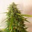 Silent Seeds Cannabis Seeds Moby Dick Auto Feminized