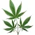 THC+