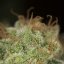 Silent Seeds Cannabis Seeds Lemon Tree Fast By Lemon Tree Feminized