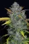Fast Buds Cannabis Seeds Gelato Auto