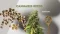 Cannabisfrø, cannabisplante og CanaturaWholesale-logo