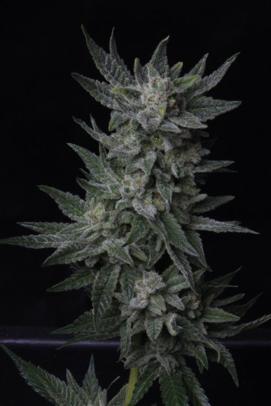 T.H.Seeds™ Cannabis Seeds Auto Bubblegum, various pack, feminized