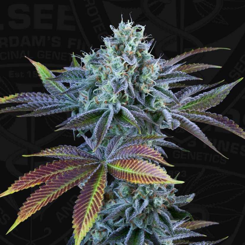 T.H.Seeds™ Cannabis Seeds Auto French Cookies, various pack, feminized