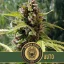Blimburn Seeds Kaņepju sēklas Mamba Negra Auto