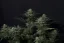 Fast Buds Cannabis Seeds GG4 Sherbet FF