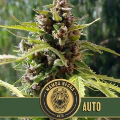 Blimburn Seeds Cannabis Seeds Mamba Negra Auto