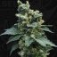 T.H.Seeds™ Kaņepju sēklas SAGE™'n Sour, dažādi iepakojumi, feminizēti