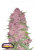 Fast Buds Cannabis Seeds Purple Lemonade Auto