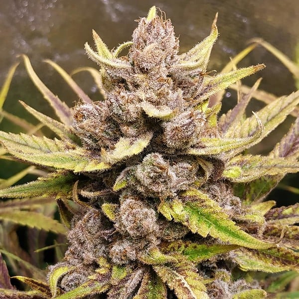 Royal Queen Seeds Cannabis Seeds Royal Highness Feminized (augsts CBD)